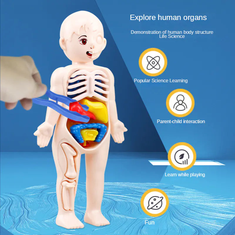 14 Pcs Children DIY Human Organ Model Educational Toy
